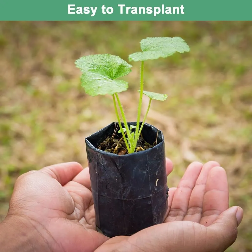 100/200pcs Black Nursery Grow Bags, Thickened Plastic Nursery Bags, Gardening Seed Plant Bags, Plant Grow Bags with Pores(200pcs,14x15cm)