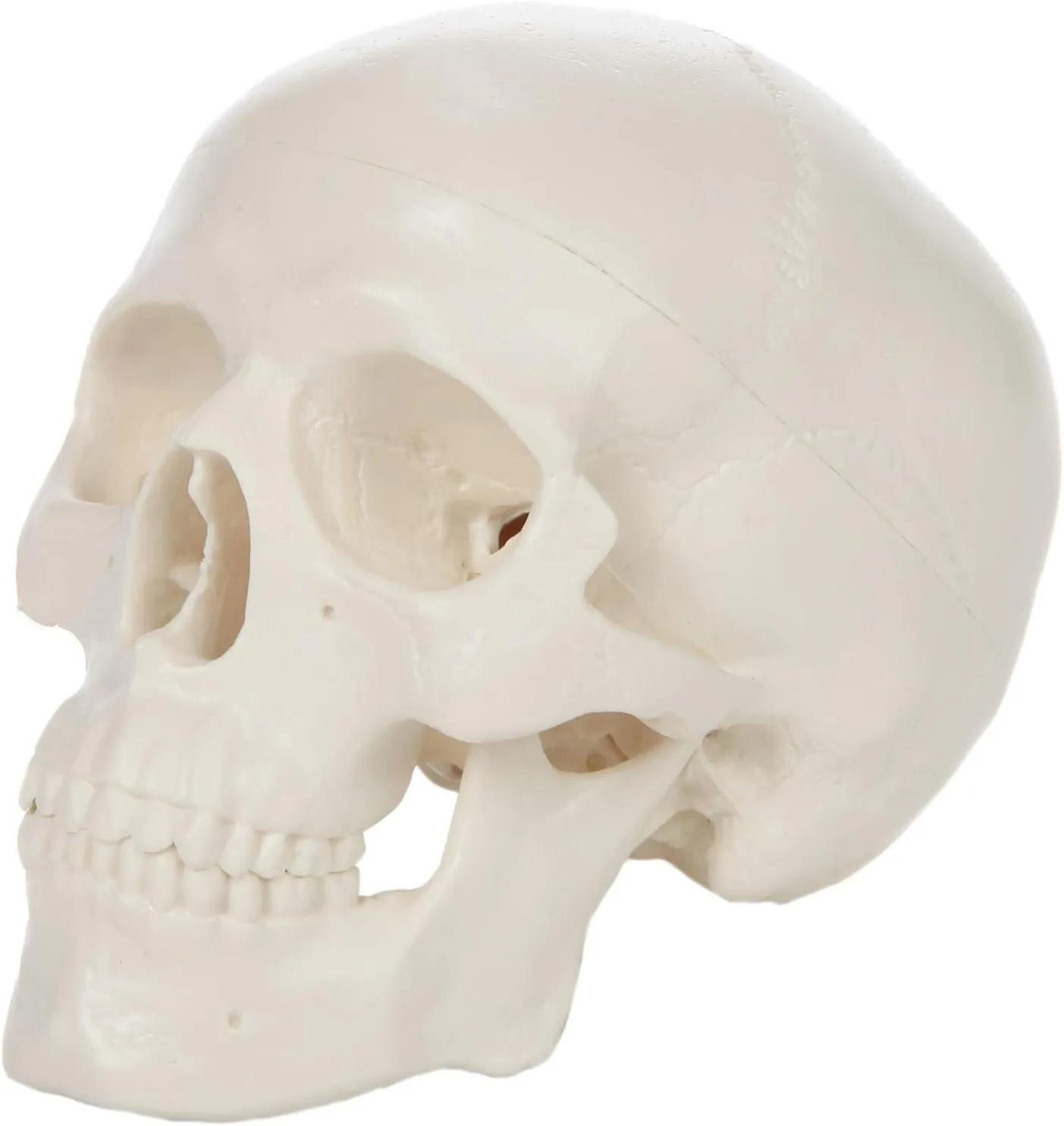 Axis Scientific 3.5" Miniature Skull Model, 3-Part Skull Anatomy Model, Realistic Anatomical Skull Model for Study, Includes Full-Color Detailed Product Manual