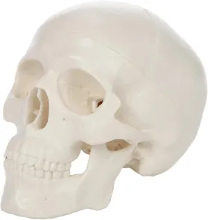 Axis Scientific 3.5" Miniature Skull Model, 3-Part Skull Anatomy Model, Realistic Anatomical Skull Model for Study, Includes Full-Color Detailed Product Manual