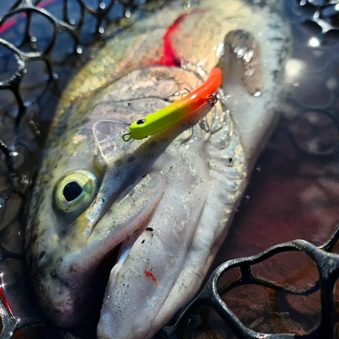 Ray Bow-Runner Trout Lure - 6.5 cm Jerkbait Style Lure for Trophy Trout, 3D Eye, Design for Trout Fishing